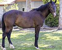 cross-bred-warmblood-horse