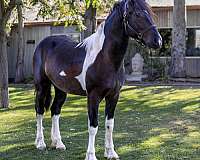 colt-cross-gypsy-vanner-horse