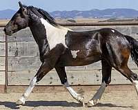 colt-cross-horse