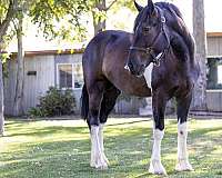 colt-cross-colt