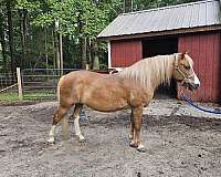 chestnut-haflinger-quarter-horse-mare