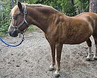 chestnut-haflinger-quarter-horse-for-sale