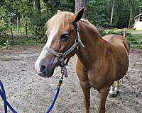 chestnut-haflinger-quarter-horse