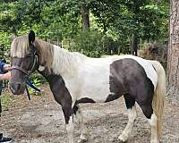 pony-mare