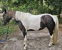 pony-for-sale