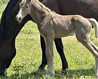 none-horse