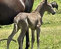 chocolate-none-horse