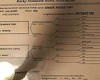 breeding-rocky-mountain-horse