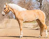 show-experienc-haflinger-pony