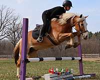 chestnut-show-experienc-pony