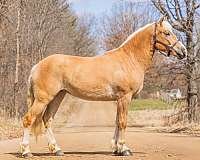 all-around-haflinger-pony