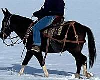 mule-gelding