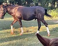 cowboy-mule