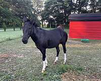 fox-mule