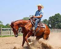 all-around-mule