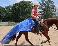 playday-mule