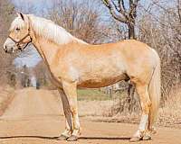 all-around-haflinger-horse