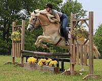 athletic-haflinger-horse