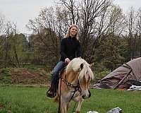 eventing-haflinger-horse