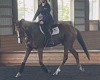 chestnut-thoroughbred-gelding