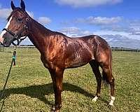 chestnut-jc-gelding