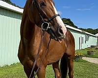 chestnut-jc-horse