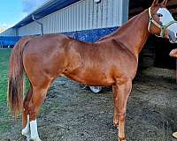 chestnut-white-mask-horse