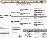 aqha-champion-gelding