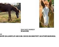 jazz-gelding
