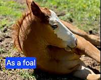 white-mask-horse