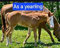 agility-quarter-horse