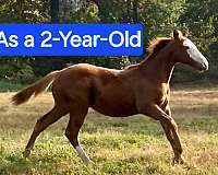 all-quarter-horse