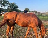 all-american-quarter-horse