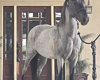 class-winner-tennessee-walking-horse