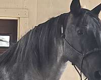 performance-prospect-tennessee-walking-horse