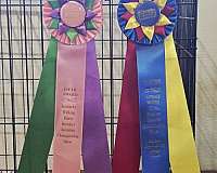 winner-tennessee-walking-horse
