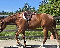 appaloosa-mare
