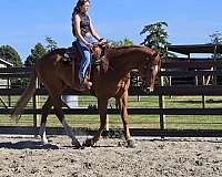 appaloosa-horse-for-sale