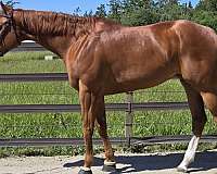 appaloosa-horse