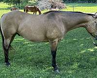 quarter-horse-gelding