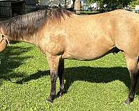 quarter-horse-for-sale