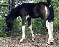 tobiano-horse