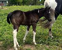 black-tobiano-horse