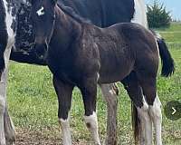 business-colt