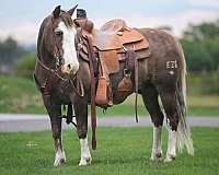 all-around-quarter-pony