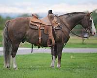 barrel-quarter-pony