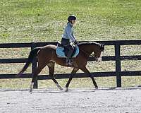 adult-welsh-pony