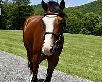 basics-welsh-pony