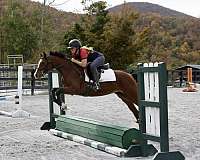 balanced-welsh-pony