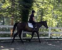 beginner-appendix-horse